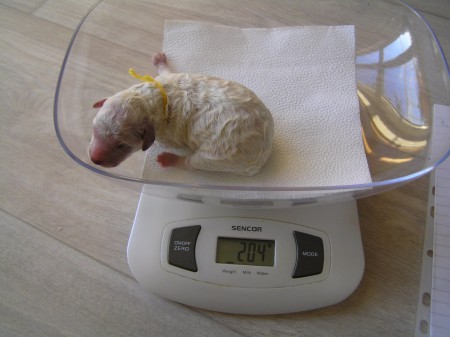 2. pejsek "Cvalík" CASTOR 